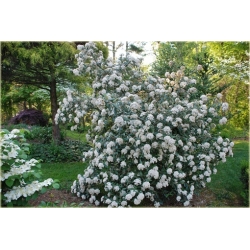 krzewy Kalina praska Viburnum K92