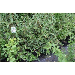 krzewy Kalina praska Viburnum K92