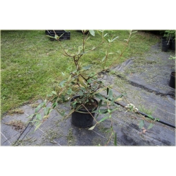 krzewy Kalina praska Viburnum K92