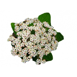 krzewy Kalina sztywnolistna K95