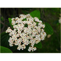 krzewy Kalina sztywnolistna K95