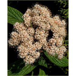 krzewy Kalina sztywnolistna K95