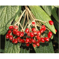 krzewy Kalina sztywnolistna K95