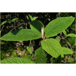 krzewy Kalina sztywnolistna K95