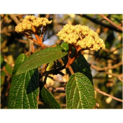 krzewy Kalina sztywnolistna K95