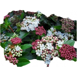 krzewy Kalina wawrzynowata zielona K173