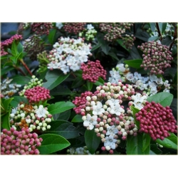 krzewy Kalina wawrzynowata zielona K173