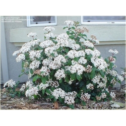 krzewy Kalina wawrzynowata zielona K173