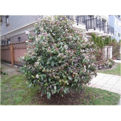 krzewy Kalina wawrzynowata zielona K173