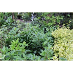 krzewy Kalina wawrzynowata zielona K173