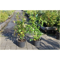 krzewy Kalina wawrzynowata zielona K173