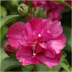 krzewy Ketmia Duc de Brabant K37