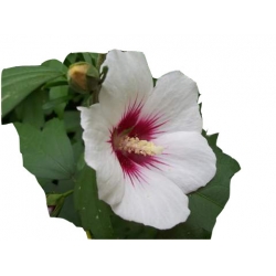 krzewy Ketmia syryjska Red Heart K36