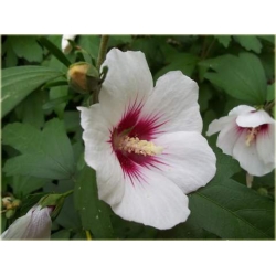 krzewy Ketmia syryjska Red Heart K36