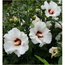 krzewy Ketmia syryjska Red Heart K36