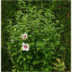 krzewy Ketmia syryjska Red Heart K36