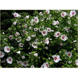 krzewy Ketmia syryjska Red Heart K36