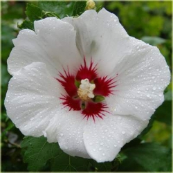 krzewy Ketmia syryjska Red Heart K36