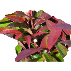 krzewy Kiścień japoński Royal Ruby K84