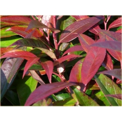 krzewy Kiścień japoński Royal Ruby K84