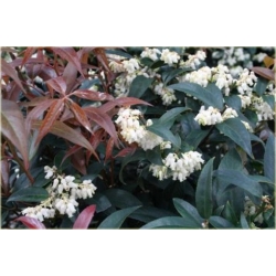 krzewy Kiścień japoński Royal Ruby K84