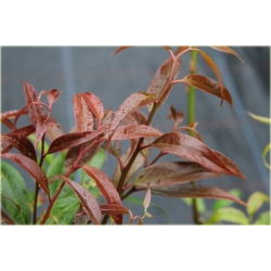 krzewy Kiścień japoński Royal Ruby K84