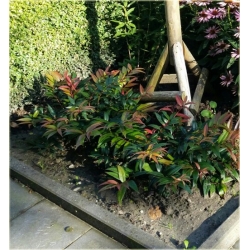 krzewy Kiścień japoński Royal Ruby K84