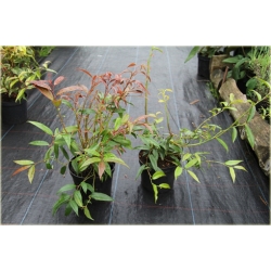 krzewy Kiścień japoński Royal Ruby K84