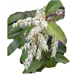 krzewy Kiścień Waltera Rainbow K87