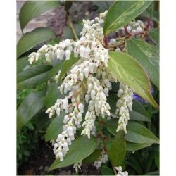 krzewy Kiścień Waltera Rainbow K87