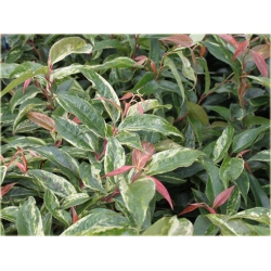 krzewy Kiścień Waltera Rainbow K87