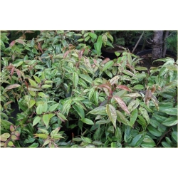 krzewy Kiścień Waltera Rainbow K87