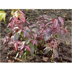 krzewy Kiścień Waltera Rainbow K87