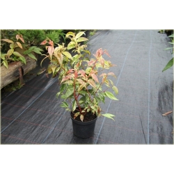 krzewy Kiścień Waltera Rainbow K87