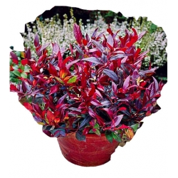 krzewy Kiścień Zeblid K216