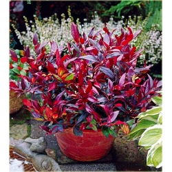 krzewy Kiścień Zeblid K216