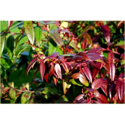 krzewy Kiścień Zeblid K216