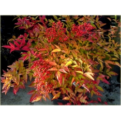 krzewy Kiścień Zeblid K216