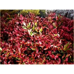 krzewy Kiścień Zeblid K216