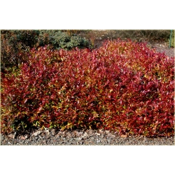 krzewy Kiścień Zeblid K216