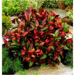 krzewy Kiścień Zeblid K216