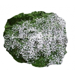 krzewy Kolkwicja chińska K66