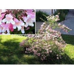 krzewy Kolkwicja chińska K66