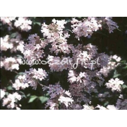 krzewy Kolkwicja chińska K66