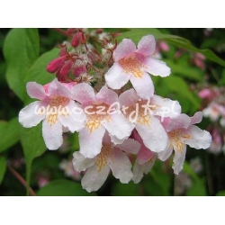 krzewy Kolkwicja chińska K66