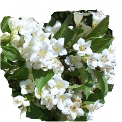 krzewy Krzewuszka biała weigela white