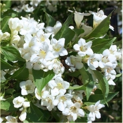 krzewy Krzewuszka biała weigela white