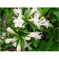krzewy Krzewuszka biała weigela white