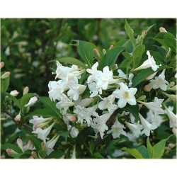 krzewy Krzewuszka biała weigela white