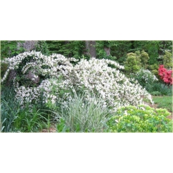 krzewy Krzewuszka biała weigela white